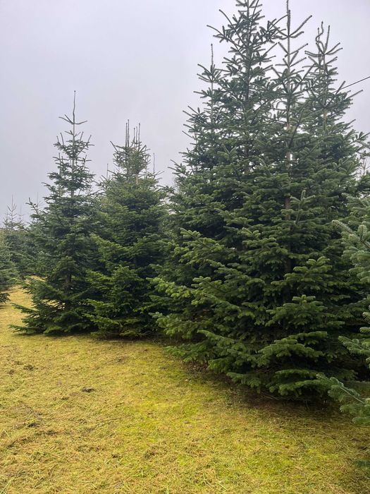 Jodła, choinki duże, powyżej 4 metrów