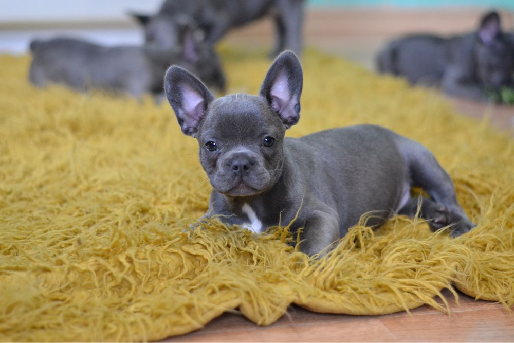 Голубые щенки французский бульдог девочки французики