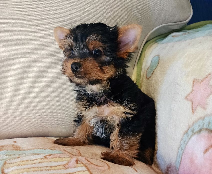 York,mała sunia, rodowód.