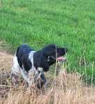 Piesek Spaniel Bretoński (Epagneul Breton) FCI