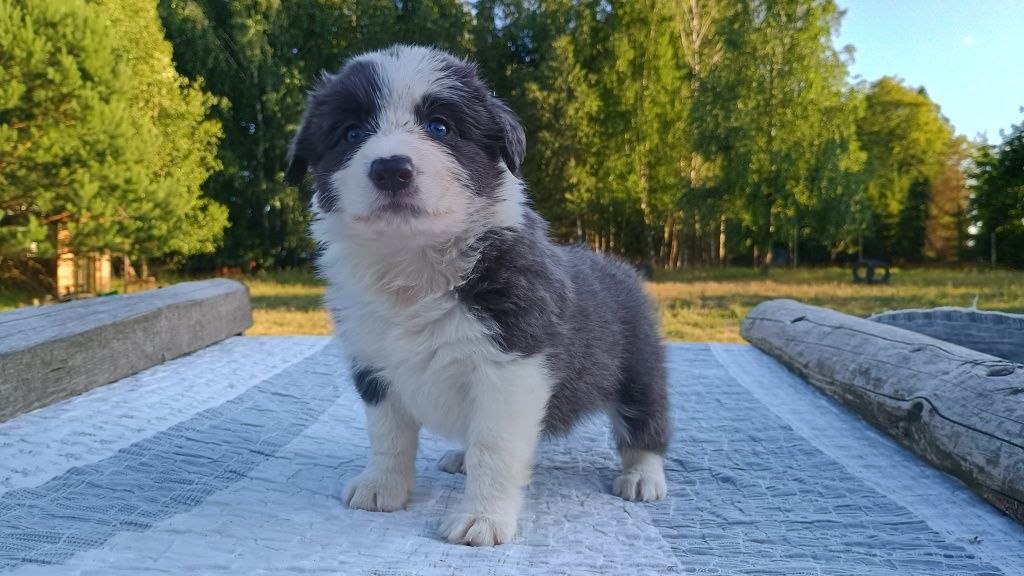 Border Collie niebieska idealna suczka blue w typie SHOW ZKwP FCI
