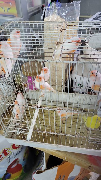 Canários e ring neck