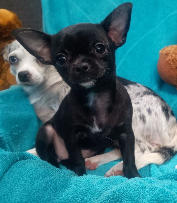 Chihuahua krótkowłosa XS - mini czarna suczka