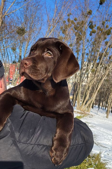 Хлопчик лабрадора ретривера!