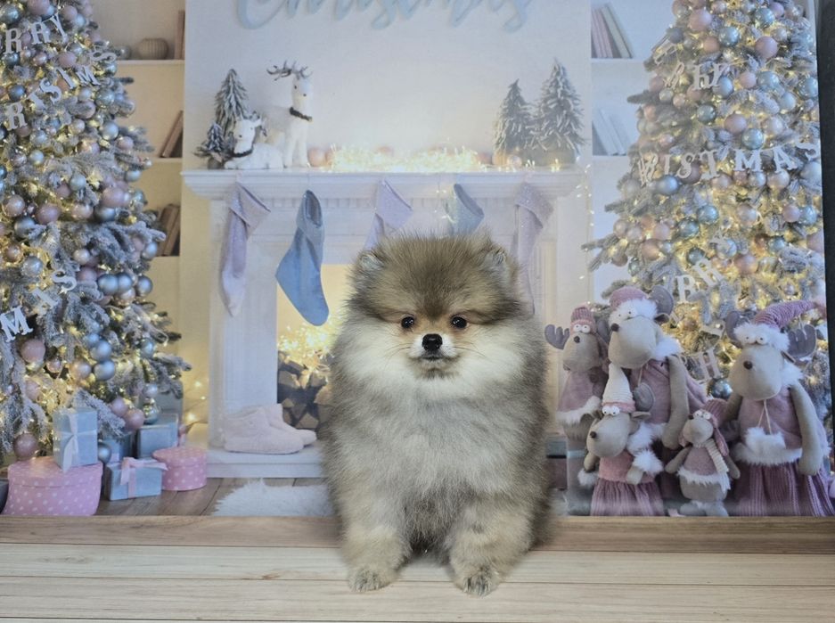 Дивовижний малюк шпіца