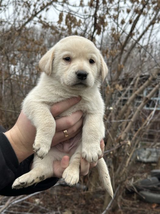 Метиси лабрадора