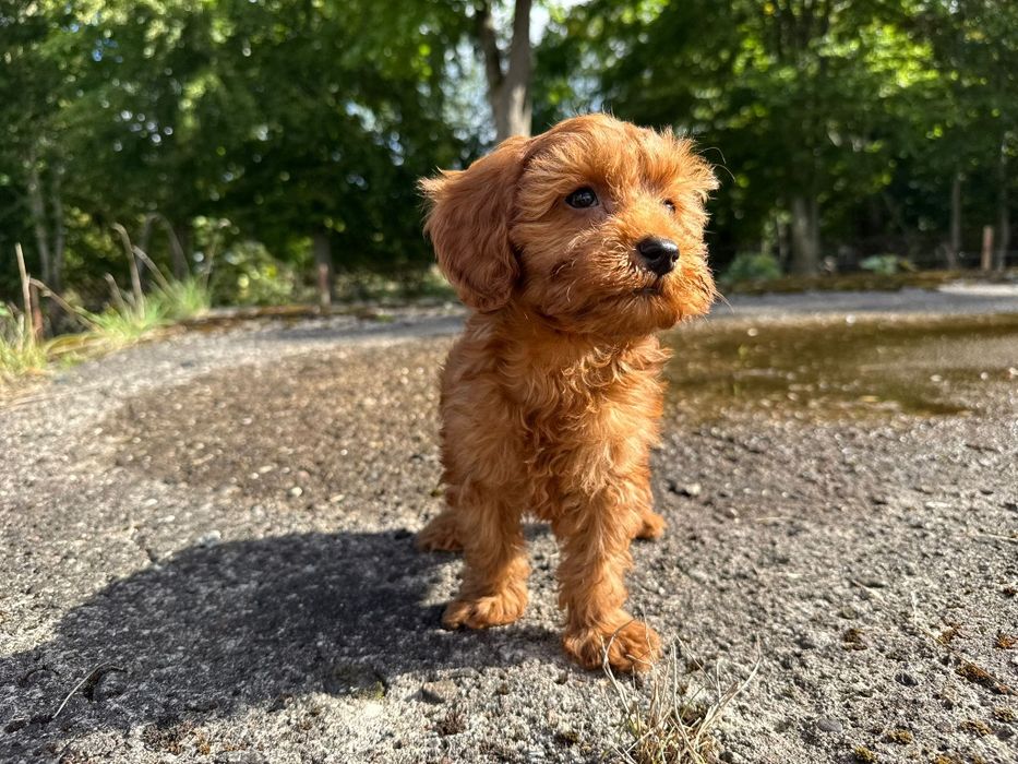 cavapoo szczeniak