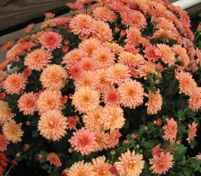 Хризантема висока, зимостійка. Звільняю місце