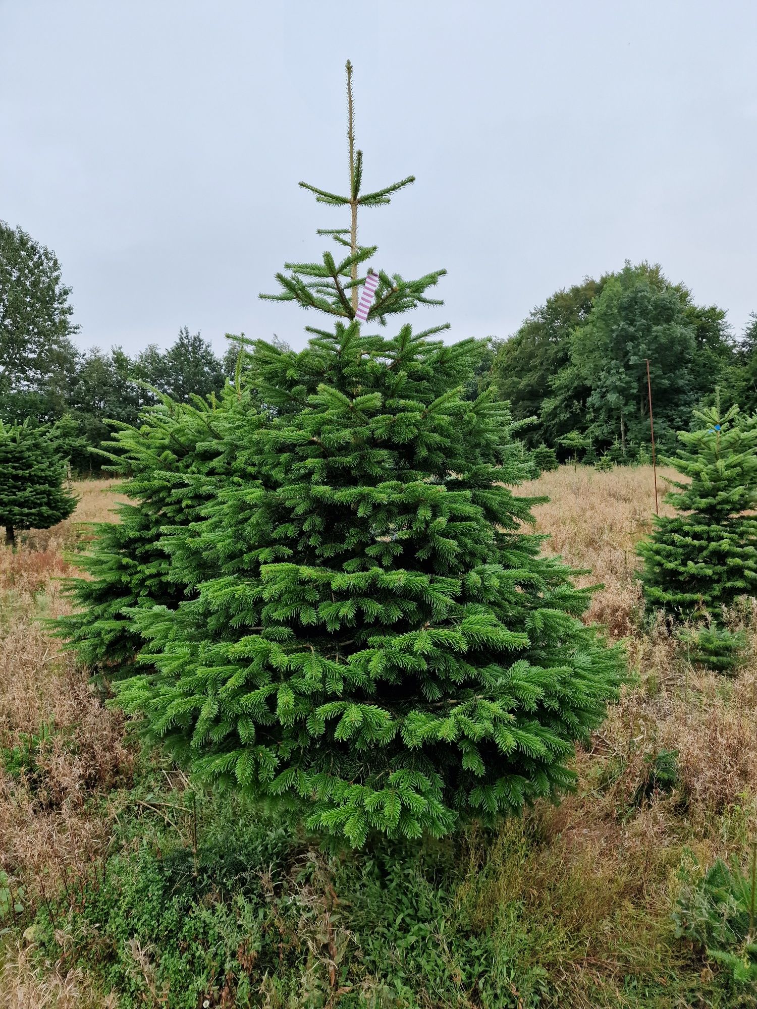 Jodła Kaukaska Plantacja Jodły w Danii