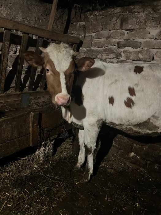 Продається молода теличка , один рік . На утримання . Дуже Спокійна