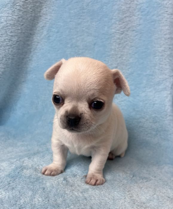 Chihuahua Macho Pelo Curto