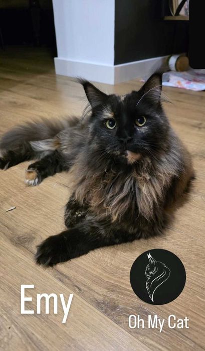 Piękna kotka maine coon