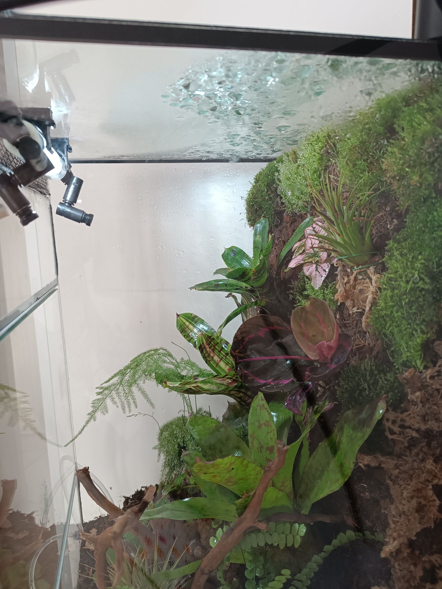 Terrarium tropikalne wiwarium drzewołazy gekon
