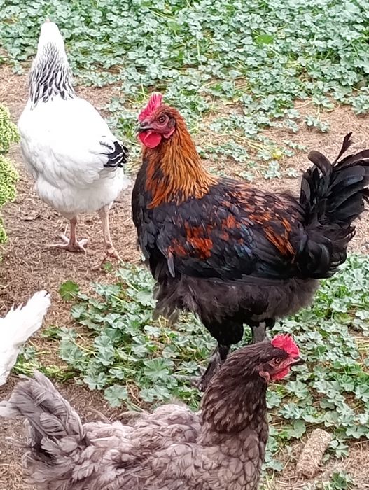 Kogut ,Koguty młode - Marans- Sussex