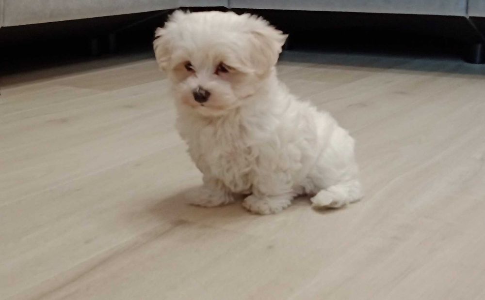 Maltańczyk piękny piesek