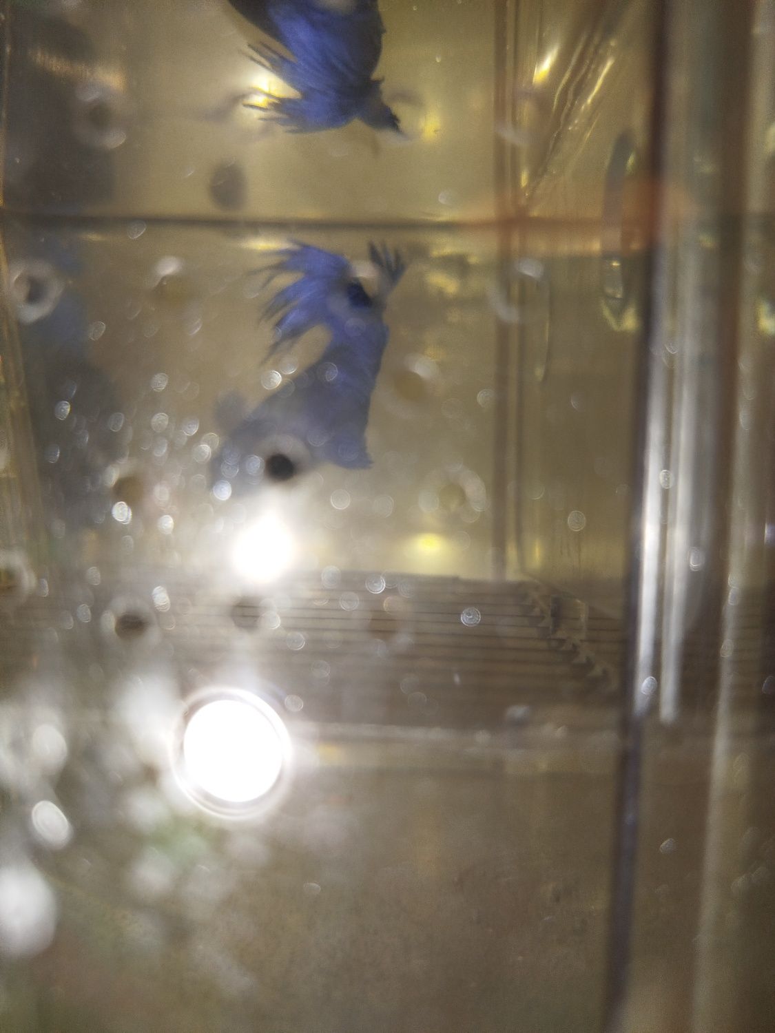 Vários bettas para venda criaçao própria