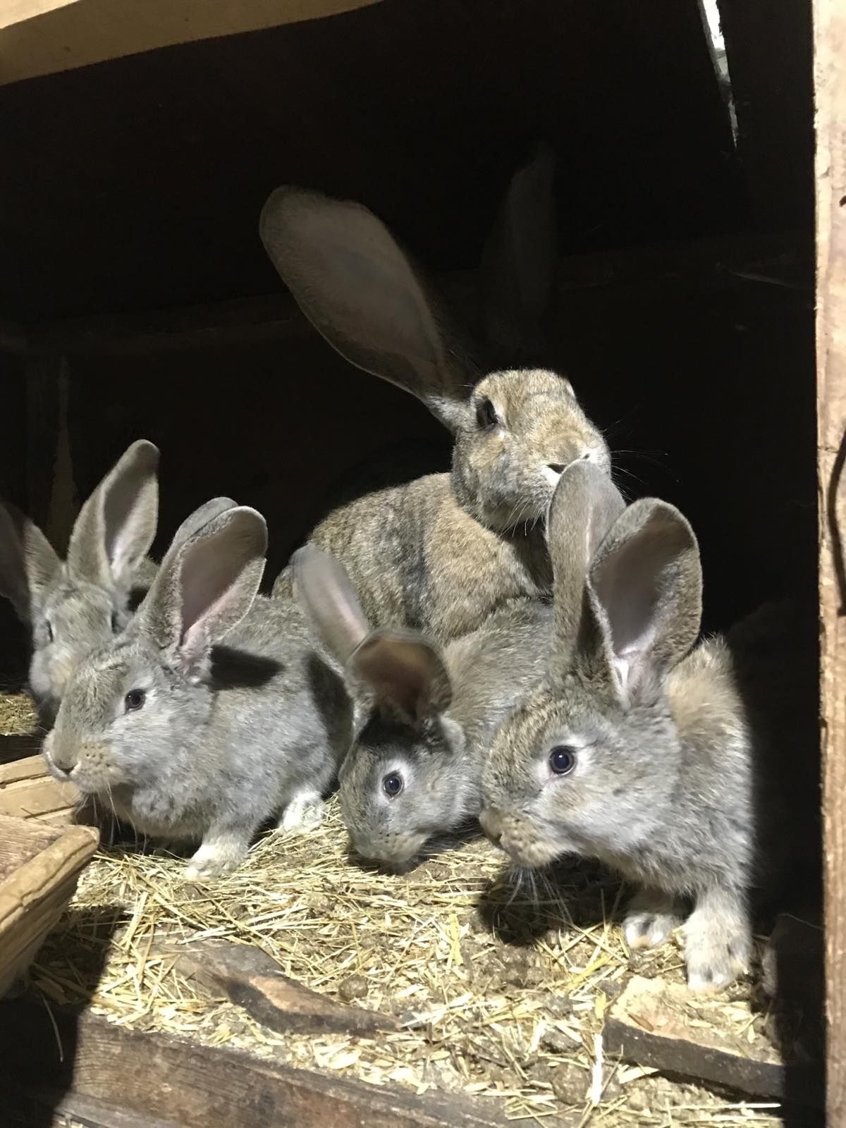 Кроликі кролі молодняк