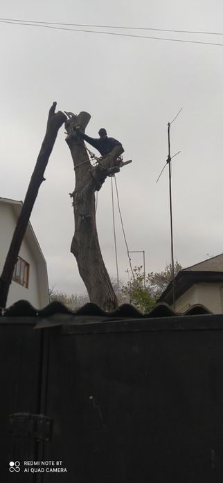 Спил дерев. Не дорого, якісно та швидко