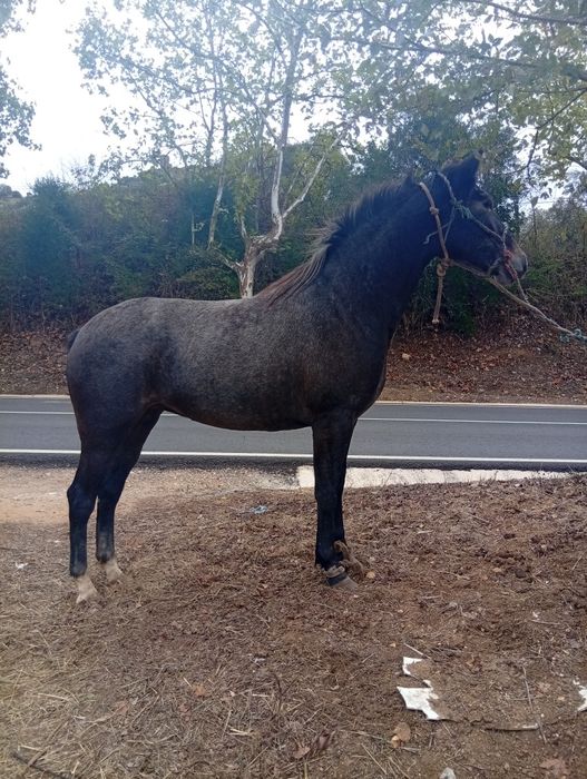 Poldra cruzada  português