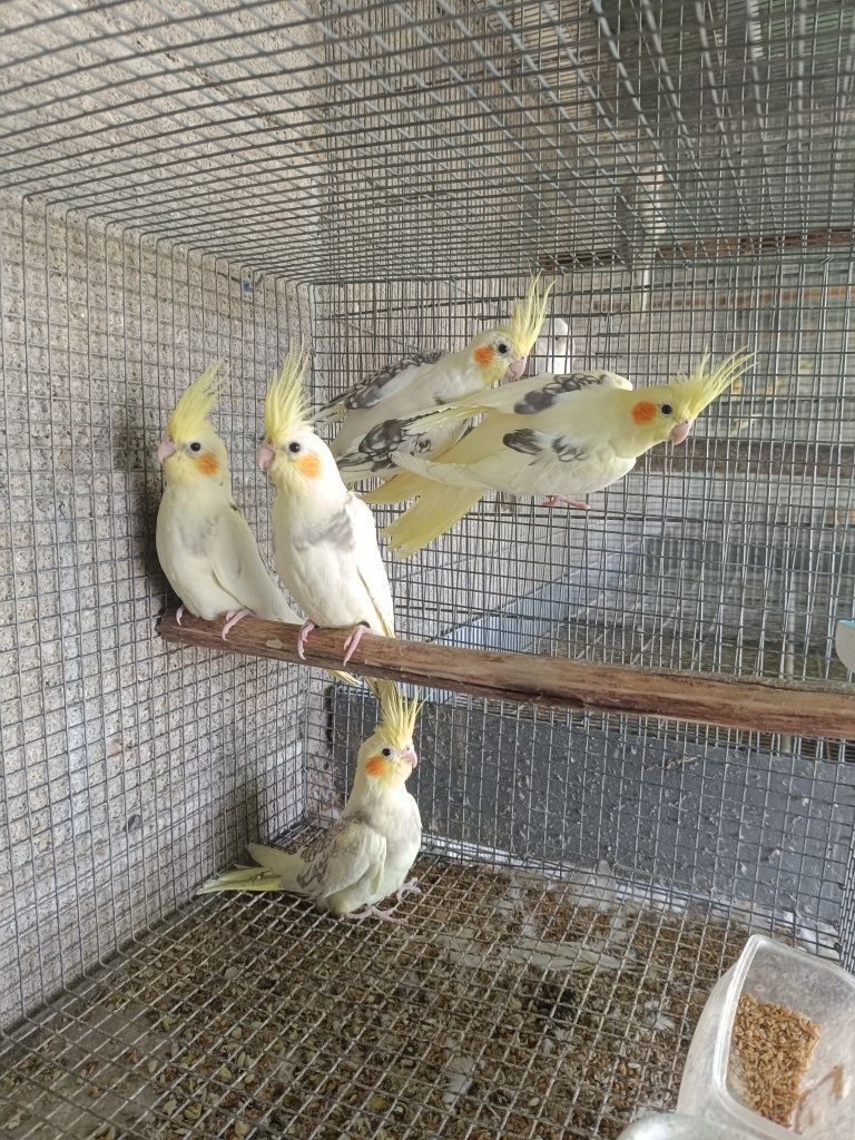 Caturras arlequim