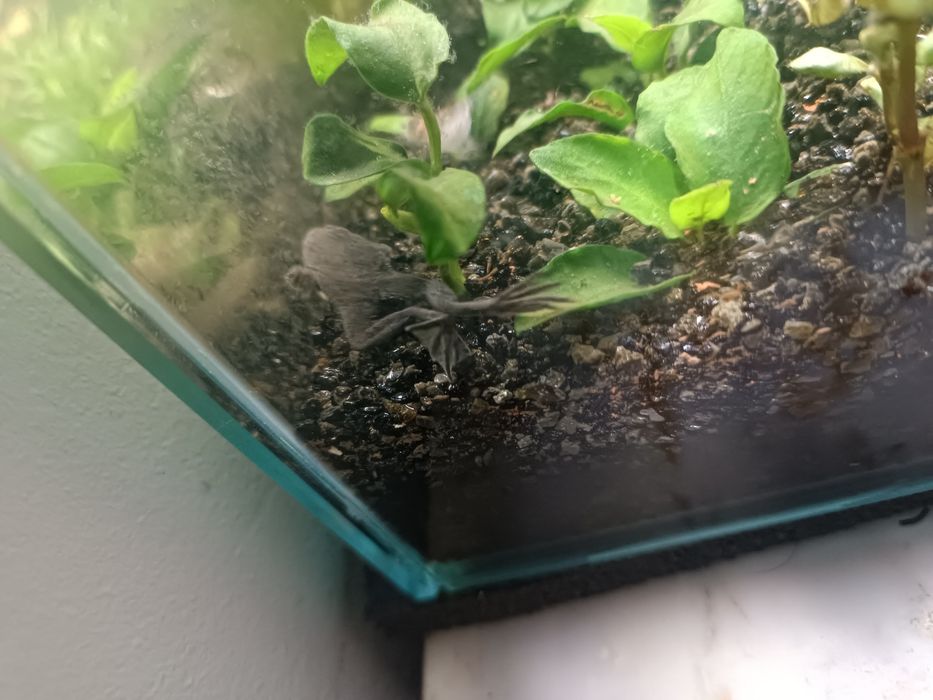 Peixe Rã ana africana 3-4cm para aquário