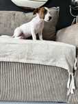 Jack Russell Terrier