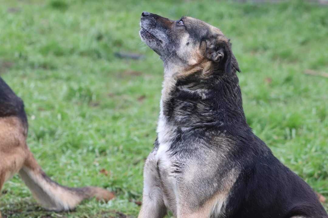 Urocza seniorka Szrama szuka domu