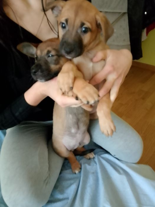 Zwierzęta  za darmo