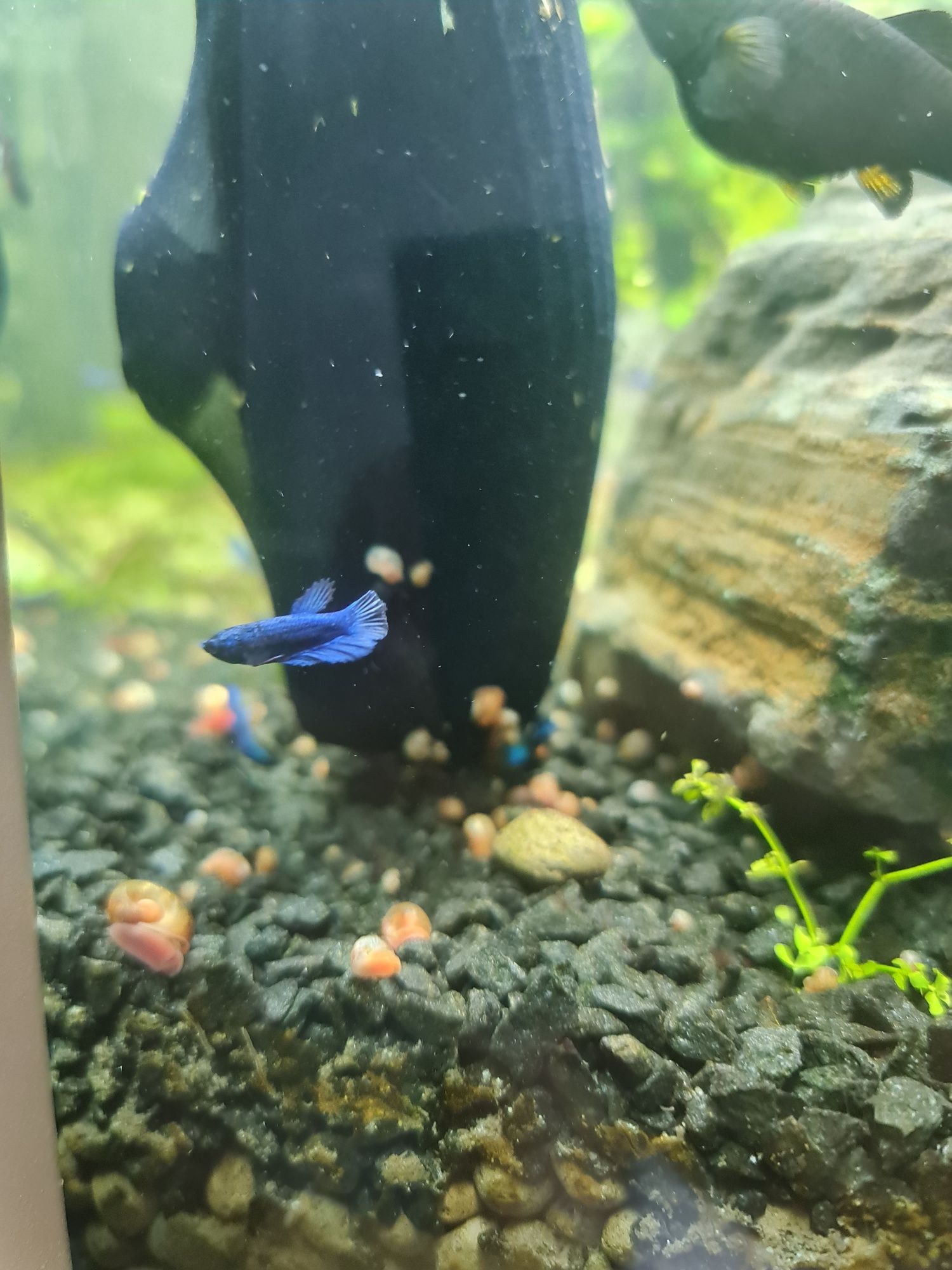 Betta crowntail betta splendens