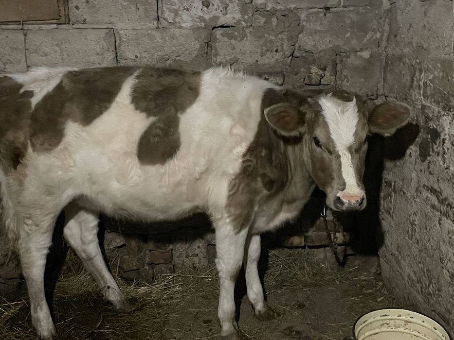 Продам Теличку 9 місяців