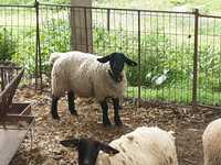 Malatas e ovelhas