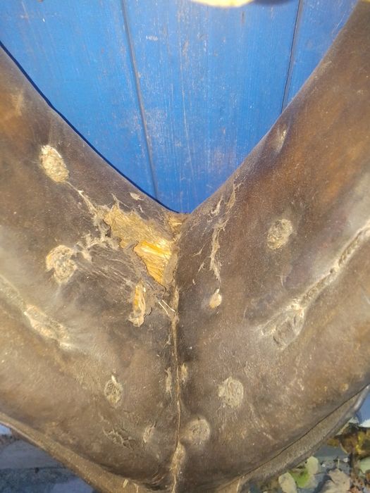 Homonto stare dla konia