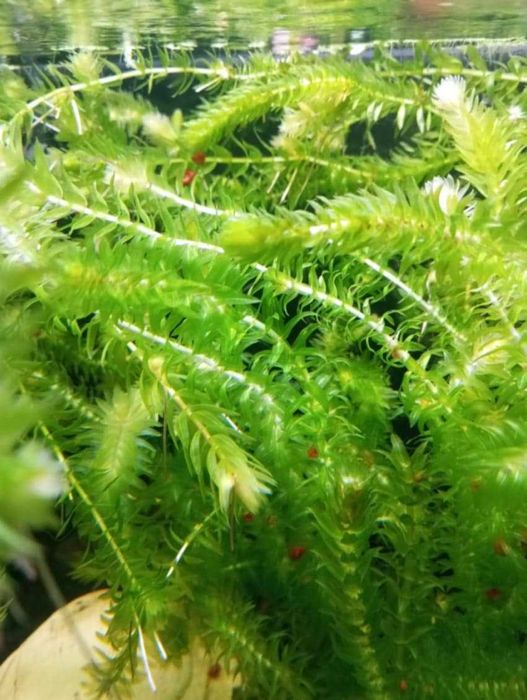 Moczarka kanadyjska - roślina akwariowa