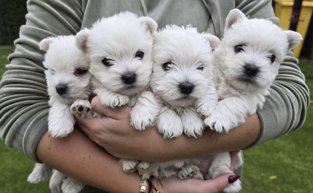 Dziewczynka West highland white terrier
