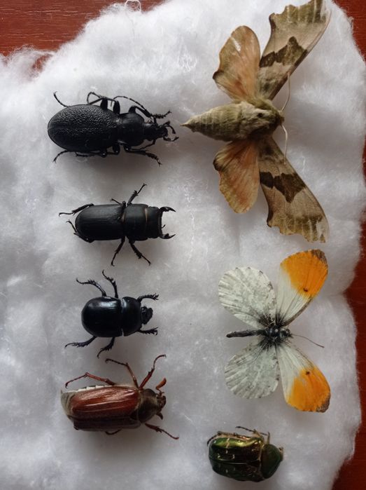 Ентомологічна колекція комах жуки метелики коллекция насекомых