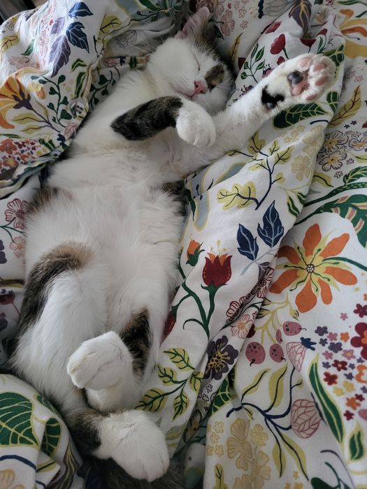 Cudowny młody kocurek szuka domu