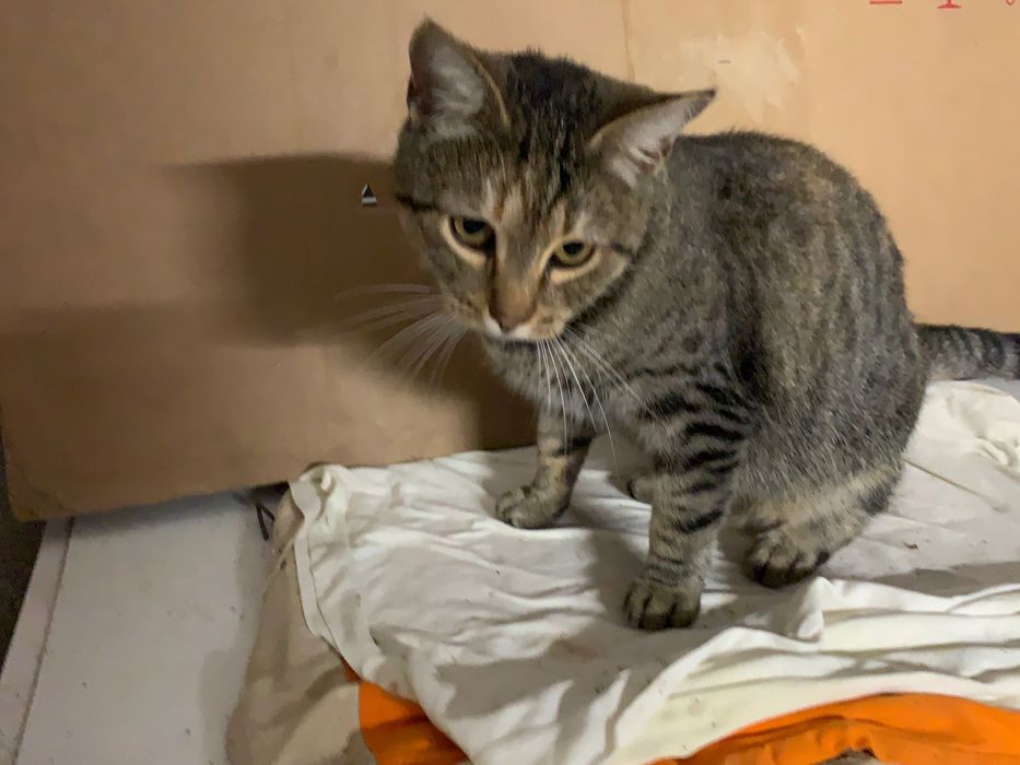 URGENTE Gata para adopção responsável