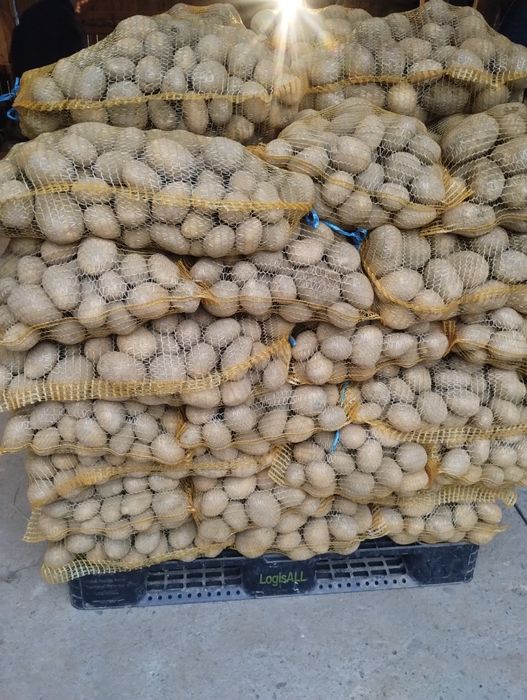 Ziemniaki żółte oraz czerwone