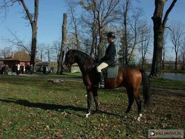 Ogier małopolski stanówka2023 Ogierem Pilado 80pkt.