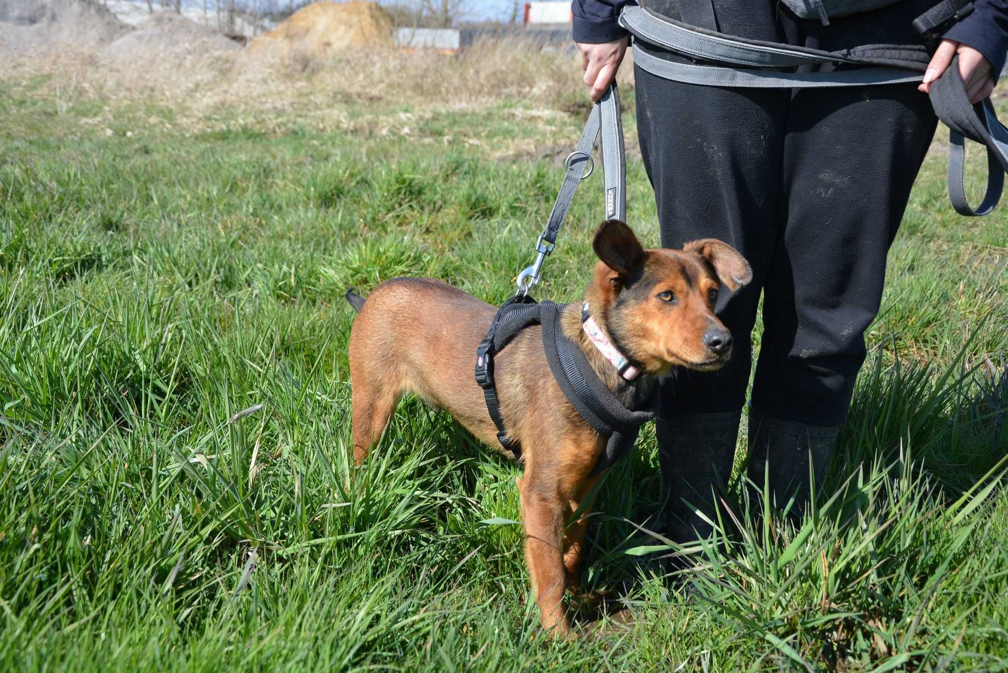 Mały Alvin - rudzielec do ADOPCJI kochana wiewiórka