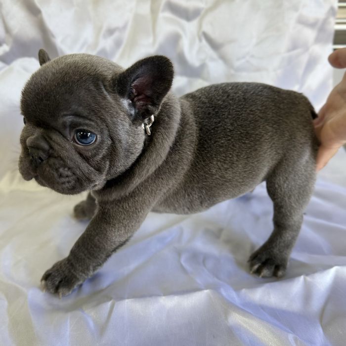 Menino Buldog Frances