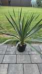 Juka jucca gloriosa
