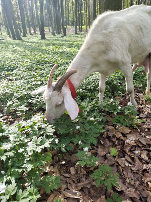 Смачне  козяче молоко