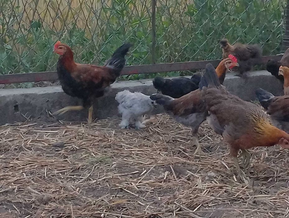 Ptaki kaczki chabo para i inne