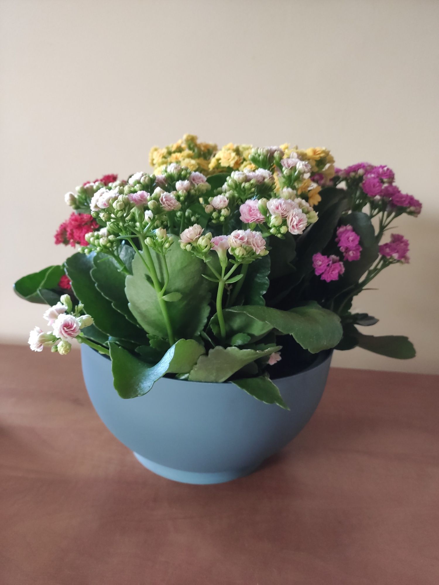 Żyworódka pełna (Kalanchoe cinqolori) don. 23 cm