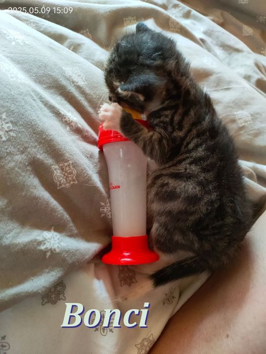 Bonci - kocurek wychowany z persem