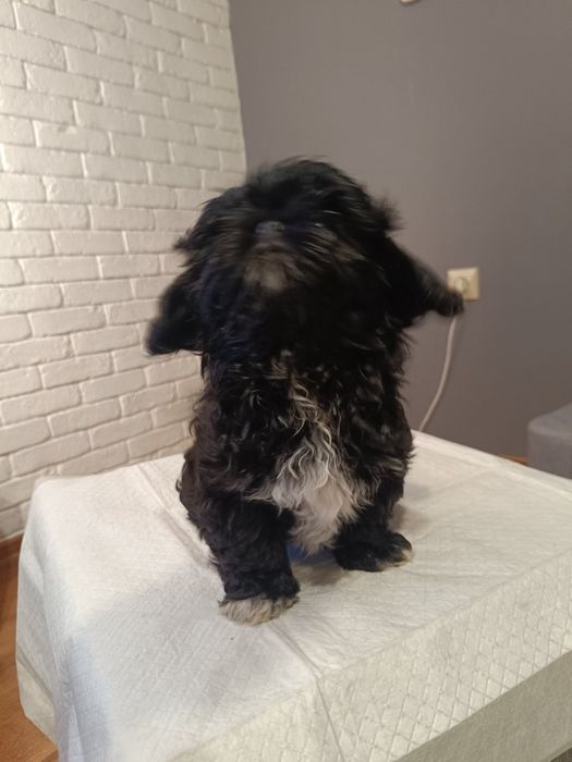 Szczeniak Shih tzu suczka