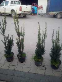 cis hicksii , hilli, wojtek, dawid,  100 cm  PROMOCJA ograniczona