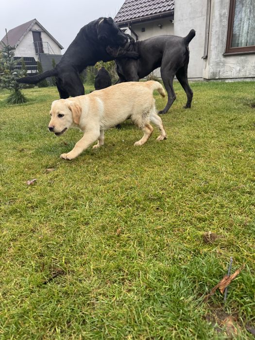 Labrador retriver piesek po Championie