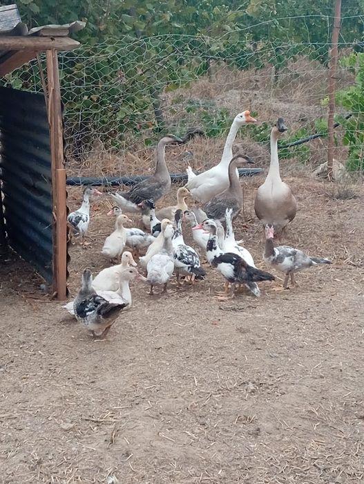 Vendo patos mudos